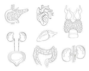 Human internal organs vector in doodle style. Pancreas, heart, intestine, thyroid are isolated on white background in sketch style.