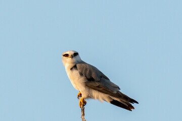 Closeup shot of a Black-winged kite perched on a branch against the blue sky