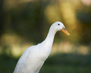 Close up of white Indian runner duck
