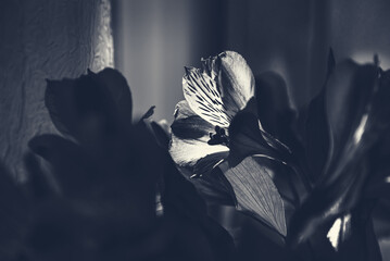 Beautiful lily flowers beetween light and shadow. Funeral flowers background. Grief, memorial, mourning concepts. Retro blue black white moody art photography
