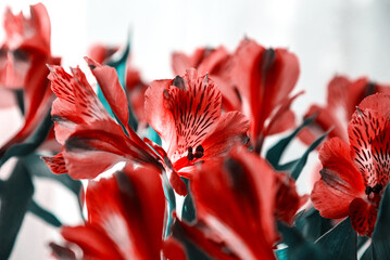Memorial day. Beautiful red lily flowers retro background. Funeral flowers background. Grief, mourning, sad anniversary, lost love concepts. Red blue vintage art toned photo.