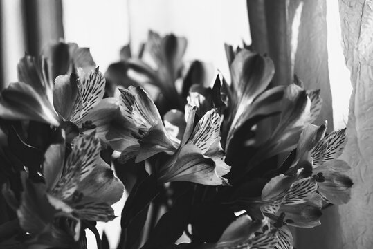 Beautiful lily flowers beetween light and shadow with crumpled tulle at background. Funeral flowers background. Grief, memorial, mourning, sad anniversary concepts. Black white photography