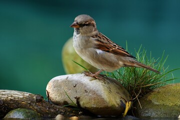  Juvenile house sparrow, male standing on a stone by the water. Czechia.