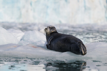 Bearded seal (Erignathus barbatus), Svalbard, Norway