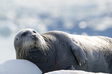 Obraz premium Bearded seal (Erignathus barbatus), Svalbard, Norway