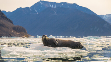Bearded seal (Erignathus barbatus), Svalbard, Norway