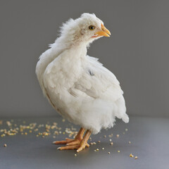 Newborn white chick in studio with food