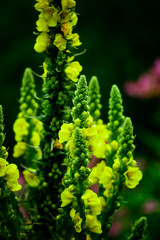 Green flowers in Schwarzwald with blur lights