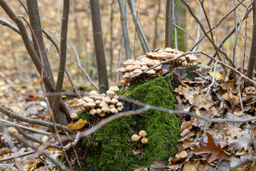 Autumn forest, yellow and brown colors, leaves and mushrooms, walk, sun