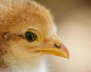 Close up of newborn fluffy chick