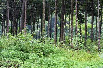 trees in the forest