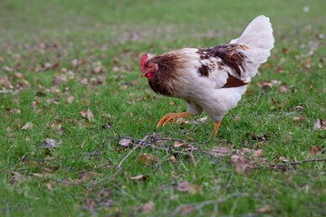 White brown rooster walks free in garden on autumn grass