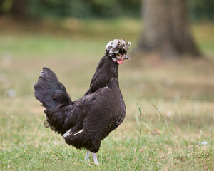 Black Poland chicken with white crest free in garden