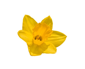 Yellow daffodil flower head isolated cutout on transparent