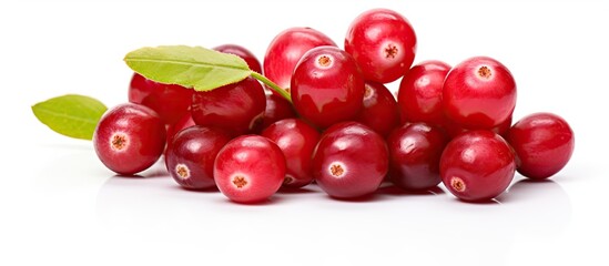 A ripe red cranberry is a healthy and sweet berry full of antioxidants which can be enjoyed as a healthy snack dessert or added to food and nature inspired dishes for a burst of flavor and 