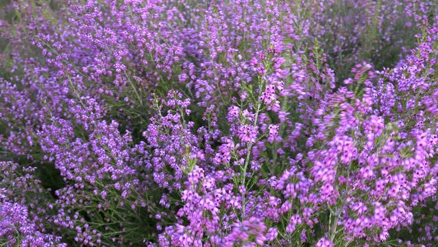 Movimiento panor&aacute;mico en detalles de flores de brezos de color rosa o malva  en primavera