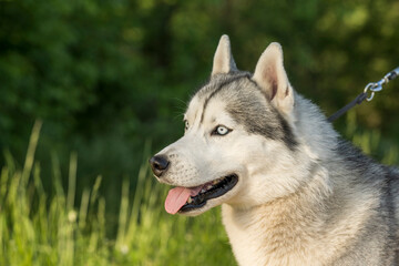 Beautiful Siberian Husky dog with blue eyes in the forest. Close-up of the muzzle of a dog with blue eyes of the Siberian Husky breed. Portrait of a siberian husky looking at the camera.