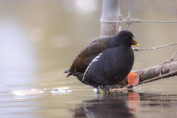 Wetland Harmony a Close-Up of the Enigmatic Moorhen