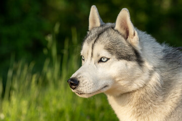 Close-up of calm husky dog's face with blue eyes with white and black furry coat. Beautiful Siberian Husky dog with blue eyes in the forest. 