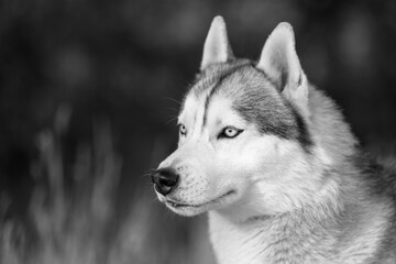 Close-up of calm husky dog's face with blue eyes with white and black furry coat. Beautiful Siberian Husky dog with blue eyes in the forest. 