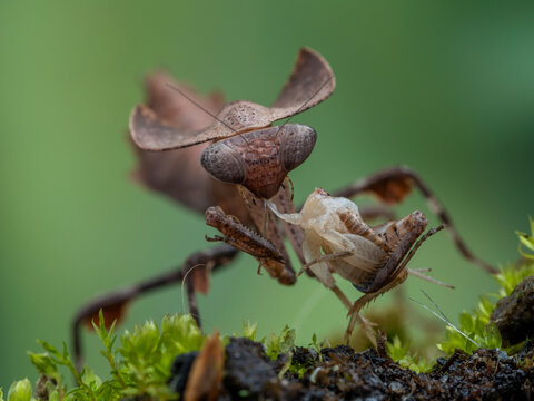P3041316 close-up of dead leaf mantis, Deroplatys desiccata, feeding on a cricket, cECP 2023
