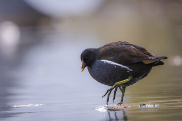Wetland Harmony a Close-Up of the Enigmatic Moorhen