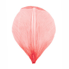 Nature pink petal isolated on white background, transparent leaves with natural texture. Macro...
