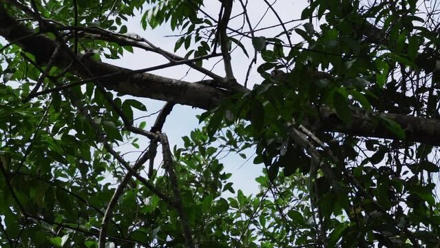 Cute little squirrel monkey jumping through the canopy of the tropical rainforest in the Cuyabeno wildlife reserve in the Amazon region of Ecuador.