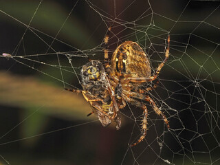 PA9280245 cross orb weaver spider, Araneus diadematus, feeding on trapped wasp cECP 2023