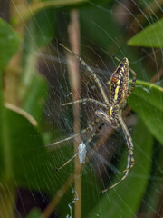 P8060160 female banded garden spider, Argiope trifasciata, feeding cECP 2023