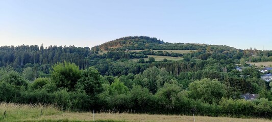 Beautiful panoramic view of a lash forest