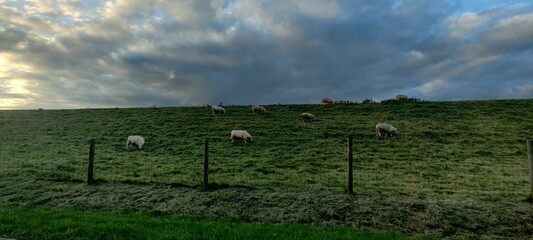 Wide shot of a flock of sheep grazing on green grass in a fenced area under cloudy sky