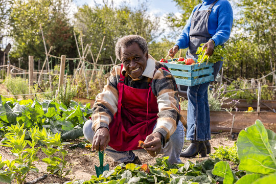 African American senior man small garden farmer planting tomatoes, couple picking organic crops