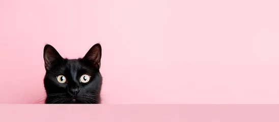 Tuinposter funny black cat peeping from behind a vibrant pink  block, horizontal wallpaper, large copy space for text.  © XC Stock