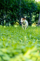 Naklejka na ściany i meble portrait of an active playful jack russell terrier dog on a walk in the park the concept of love for animals