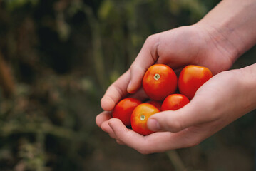 Farmer holding fresh tomatoes. Food, vegetables, agriculture