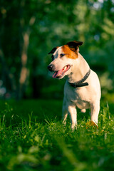 portrait of an active playful jack russell terrier dog on a walk in the park the concept of love...