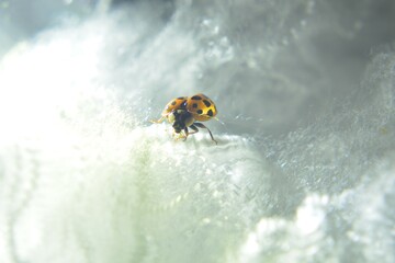 Close-up of a ladybug (ladybird) crawling over a mount of white cotton, with interesting backlighting, as it spreads its wings to fly.