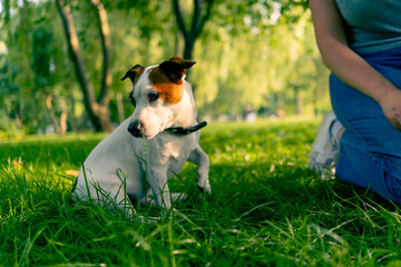 close-up a zoopsychologist works with a small jack russell terrier in the park socializes the dog