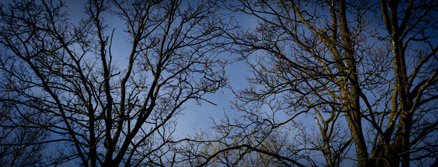 Tree branches without leaves against the blue sky. Cinematic effect. panoramic horizontal image