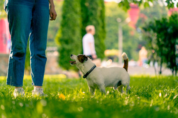 a woman walks in the park with a small active jack russell terrier dog, the concept of love and animal training