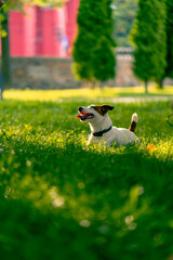Obraz na płótnie Canvas portrait of an active playful jack russell terrier dog on a walk in the park the concept of love for animals