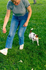 a small active dog of a breed like a russell terrier works with a dog handler in the park executes the command snake through the legs animal training