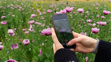 Close-up shot of a vibrant flower, as a young woman uses her smartphone to capture the delicate...