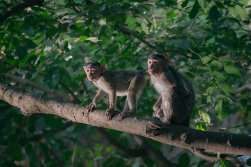 Monkeys sitting  on a tree 
