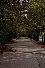 Fototapeta premium Vertical shot of a pathway lined with trees in a forest park