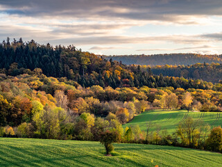 Herbstlich gefärbte Bäume im Mischwald