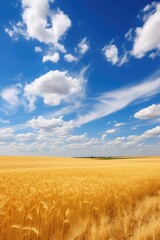 Naklejka premium Wheat field under the blue sky