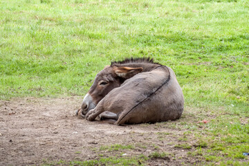 Fototapeta premium cute donkey having a rest in the sunshine