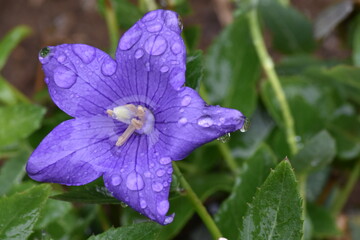 Raindrops on a flower. The beauty of a rainy day